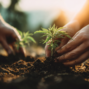 u9626151984 close up photo of two female hands planting a sma a9374fa6 60f2 4c65 8357 91353d1ce59c 3